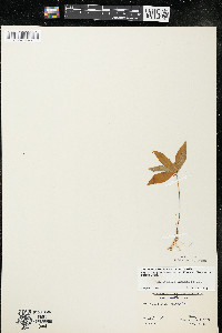 Trientalis borealis image