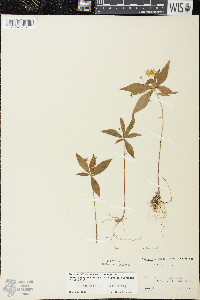 Trientalis borealis image
