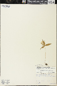 Trientalis borealis image