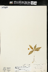 Trientalis borealis image