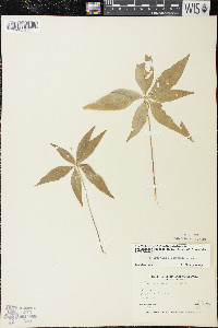 Trientalis borealis image