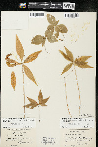 Trientalis borealis subsp. borealis image