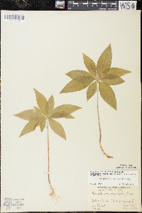 Trientalis borealis image