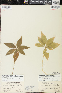 Trientalis borealis image