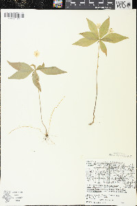 Trientalis borealis subsp. borealis image