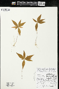 Trientalis borealis image