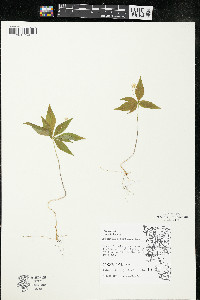 Trientalis borealis image