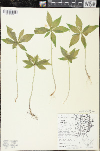 Trientalis borealis image