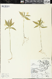 Trientalis borealis image