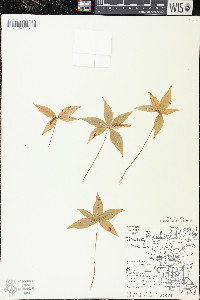 Trientalis borealis image