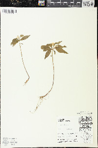 Trientalis borealis image