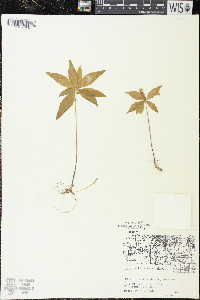 Trientalis borealis image