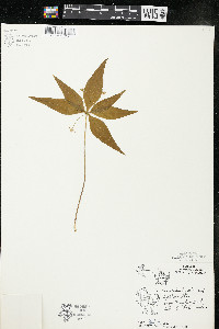 Trientalis borealis image