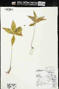 Trientalis borealis image