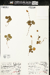 Moneses uniflora image