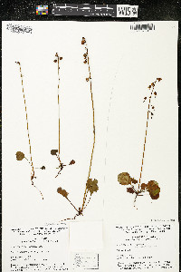 Pyrola chlorantha image