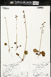 Pyrola chlorantha image