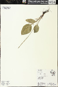 Plantago rugelii image