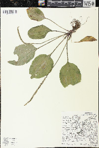 Plantago rugelii image