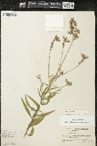 Oenothera gaura image