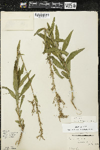 Oenothera gaura image