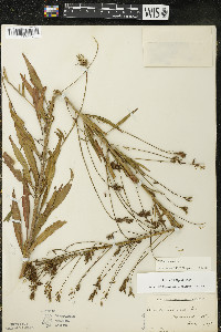 Oenothera gaura image