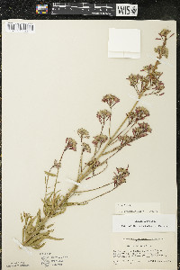 Oenothera gaura image