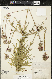 Oenothera gaura image