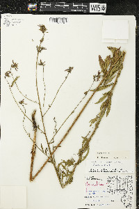 Oenothera gaura image