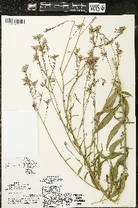 Oenothera gaura image