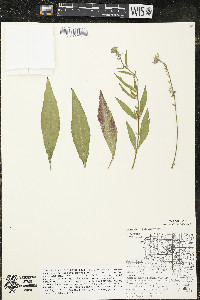 Oenothera gaura image