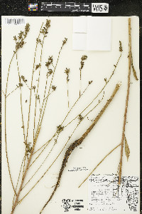 Oenothera gaura image