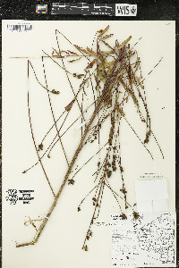 Oenothera gaura image