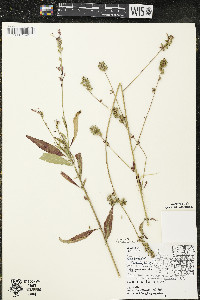 Oenothera gaura image