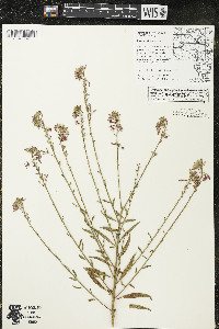 Oenothera gaura image