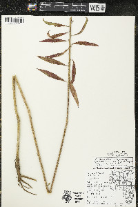 Oenothera gaura image