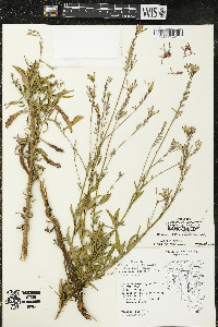 Oenothera gaura image