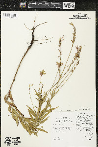 Oenothera gaura image