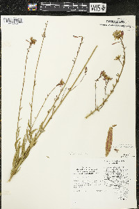 Oenothera gaura image