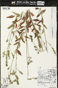 Oenothera gaura image