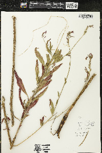 Oenothera gaura image