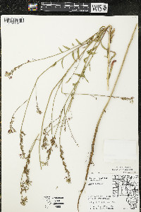 Oenothera gaura image