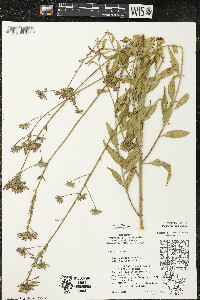 Oenothera gaura image