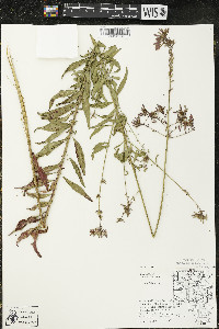 Oenothera gaura image