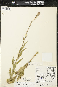 Oenothera gaura image