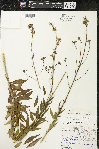 Oenothera gaura image