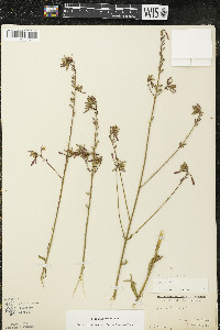 Oenothera gaura image