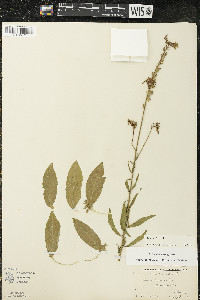 Oenothera gaura image