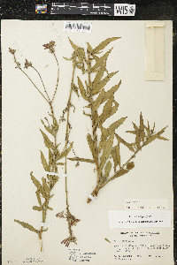 Oenothera gaura image