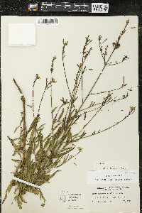 Oenothera gaura image